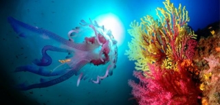  Descubrimientos únicos 